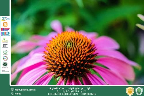 default image