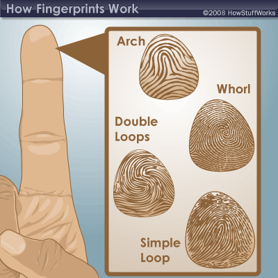 تم نشر مقاله للدكتور * فاضل فرهود مكي * بعنوان Humans Finger Print