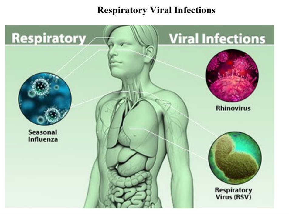 تم نشر مقالة علمية للتدريسية *رشا فاصل عبيد* بعنوان Virus Transmission