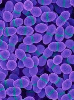  (The Influence of Enterococcus faecalis as a Dental Root Canal Pathogen  ) التدريسية (م.م ريام عبد الخضر محمد )