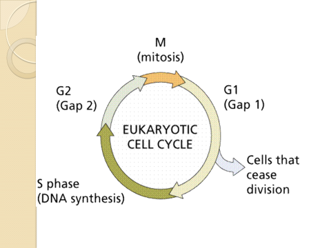 Holding a virtual scientific lecture in the Department of Dentistry entitled (What is the cell cycle)