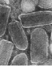 default image