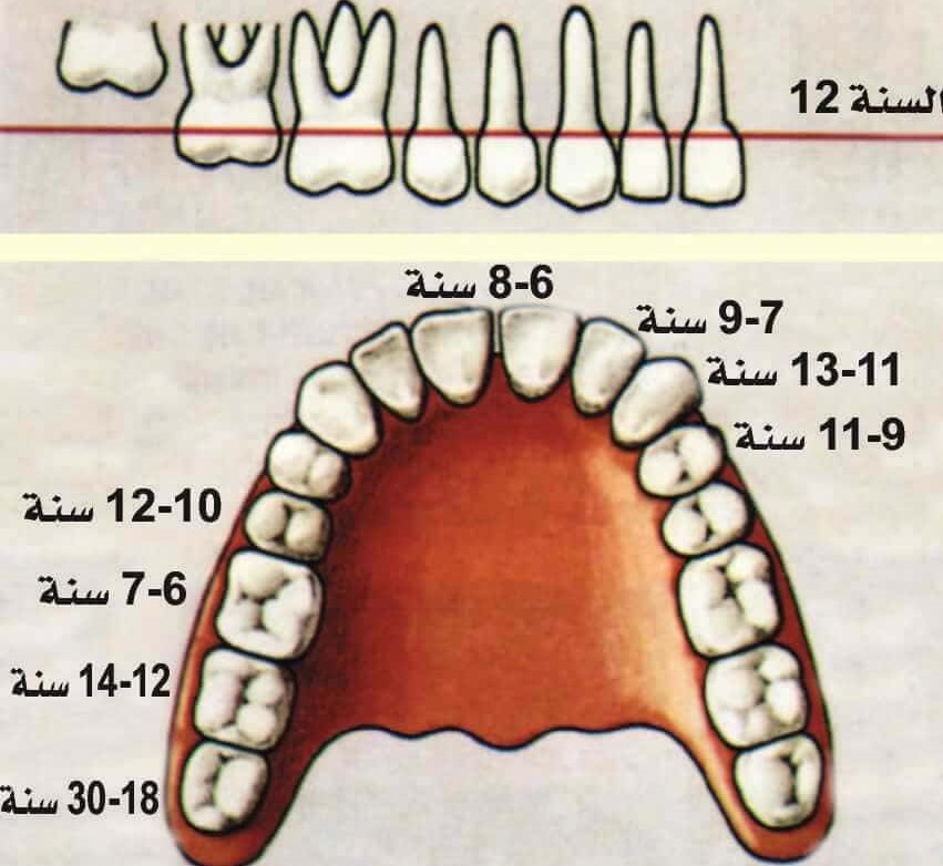 أقامة ندوه علمية ألكترونيه للدكتوره عذراء يحيى محمد الحجازي بعنوان Shedding of the deciduous teeth