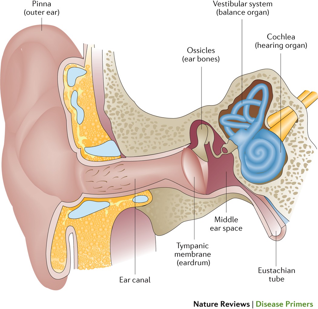 مقالة علمية للدكتور علي النصراوي بعنوان (Chronic Suppurative Otitis Media)