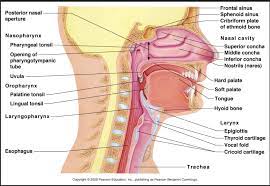 A scientific article by Lecturer M. M. Ali Hussein Al-Nasrawi entitled (Nasal Breathing Benefits)