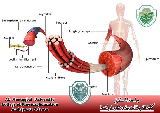 Scientific article for Lecture (Assistant Professor Dr. Shimaa Mohamed Abuzaid)