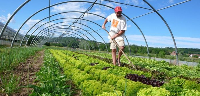 الزراعة المستدامة: الحل لمستقبل غذائي آمن ومستدام