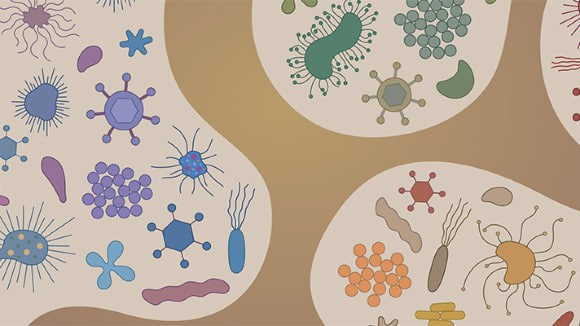 مقالة علمية للانسة نور الهدى عزمي بعنوان "The Human Microbiome and Its Impact on Health "