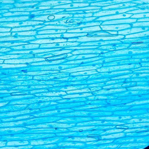 default image