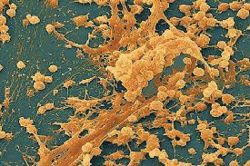 Bacterial Biofilms:مقالة علمية لدكتور (أ.د. حسنين خليل ابراهيم) بعنوان   