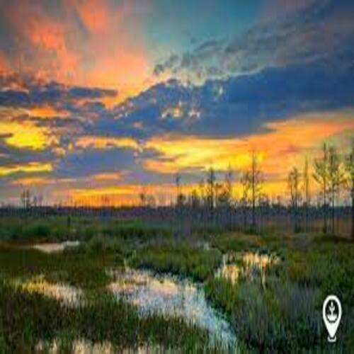 The Vital Role of Wetlands and Native Plants in Natural Aquatic Ecosystem Purification