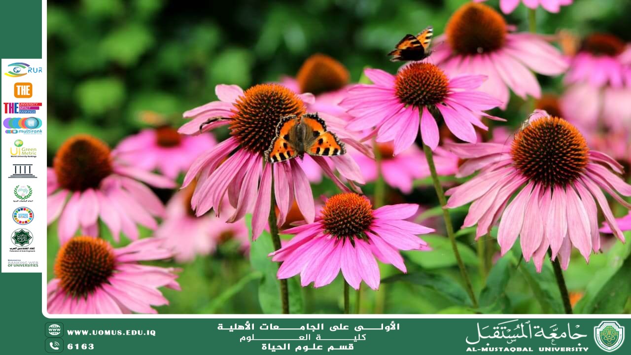 مقالة علمية للانسة نور الهدى عزمي حسن بعنوان " إشنسا (القنفذية) "