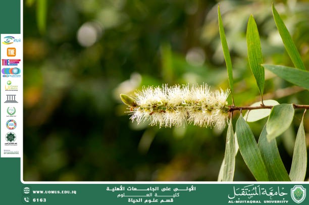 مقالة علمية للانسة نور الهدى عزمي حسن بعنوان " الصفصاف الابيض "