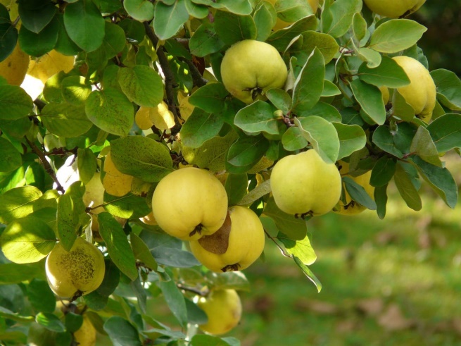 مقالة علمية للتدريسية (م.م زينب ناظم عزيز) بعنوان " فاكهة السفرجل: "التفاح الكاذب""