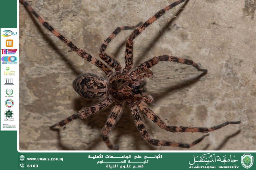 A scientific article by Ms. Nour El-Huda Azmi Hassan entitled "How can spiders exhibit complex behaviors despite their small brain size"