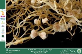 مقالة علمية للتدريسية ( م.م زينب ناظم عزيز )  بعنوان " فطريات المايكورايزا: دورها وأهميتها في الزراعة"
