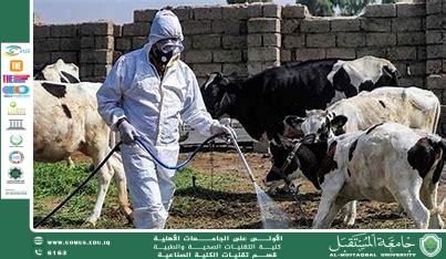 مرض الحمى القلاعية: العواقب البشرية