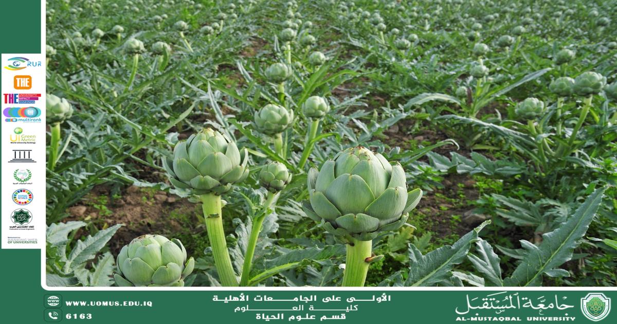 A scientific article by the lecturer (M.M. Duha Abdul Amir Muhammad) entitled “Artichoke Plant”