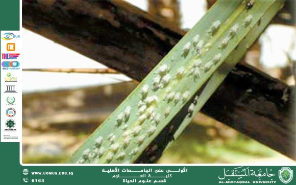 مقالة علمية للتدريسية ( م.م زينب ناظم عزيز ) بعنوان " حشرة الدوباس  " 