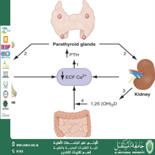 What is hypocalcemia?