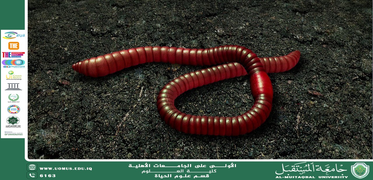 A scientific article by Ms. Nour El-Huda Azmi entitled Reproduction and Biodiversity in Annelids