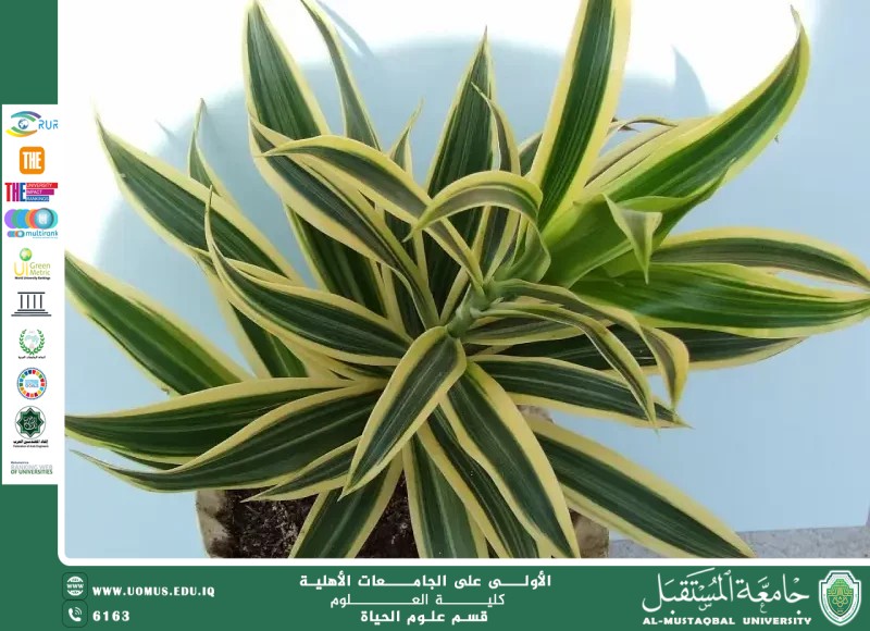مقالة علمية للتدريسية م.م زينب ناظم عزيز  بعنوان " نبات الدراسينا: جمال دائم في زينة المنازل والمكاتب "