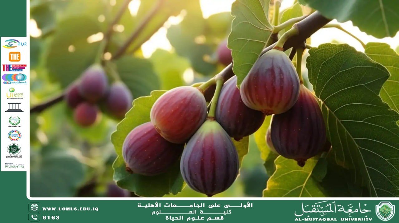 مقالة علمية للانسة نور الهدى عزمي  بعنوان " شجرة التين "