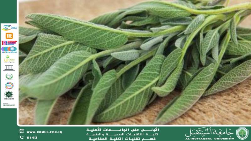 The Benefits of Sage for Kidney Health