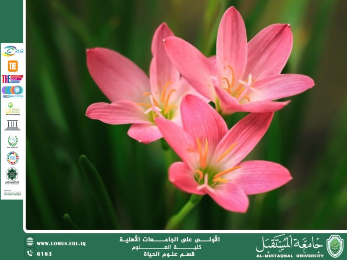 A scientific article by the lecturer, Ms. Zainab Nazim Aziz, entitled “The Lily (Lilium) – The Royal Flower”