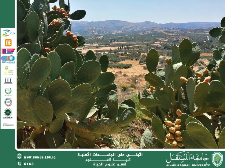 A scientific article by Ms. Nour Al-Huda Azmi Hassan entitled "Adaptation of Plants to Mountain Environments"