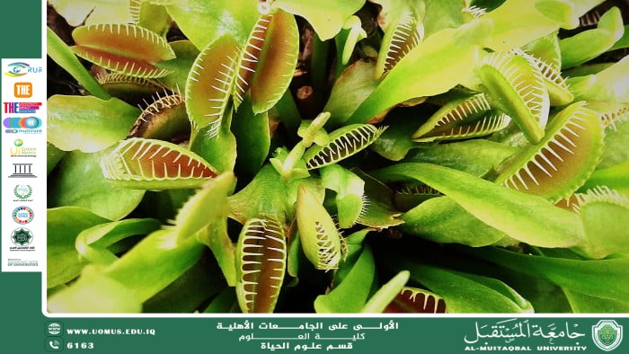 A scientific article by Ms. Noor El-Huda Azmi Hassan entitled "carnivorous plants "