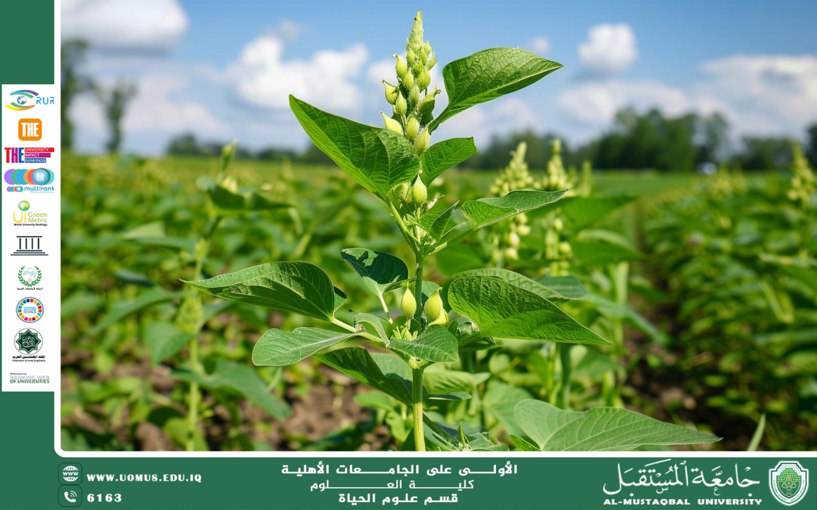 A scientific article by Ms. Noor El-Huda Azmi Hassan entitled "The role of plants in the carbon cycle and their impact on climate"