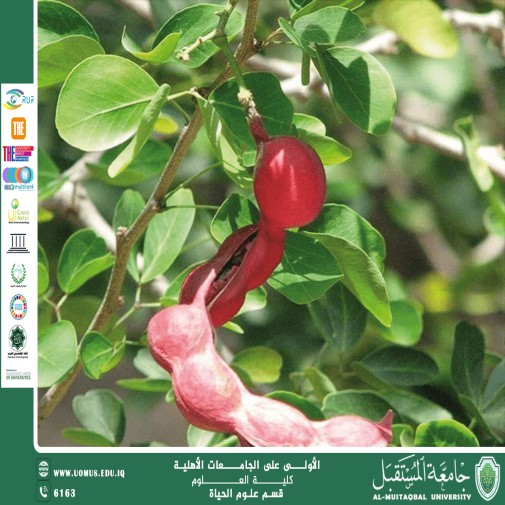 مقالة علمية للتدريسية م.م زينب ناظم عزيز  بعنوان "  اللوز الهندي "