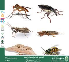 Forensic Entomology: Determining Time of Death   (M.M. Howayda Nazzal Hussein)