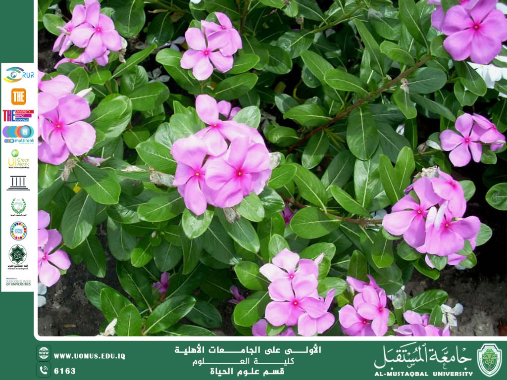 A scientific article by Ms. Noor al-Huda Azmi Hassan entitled "Small plants: the hidden pillar of the ecosystem"