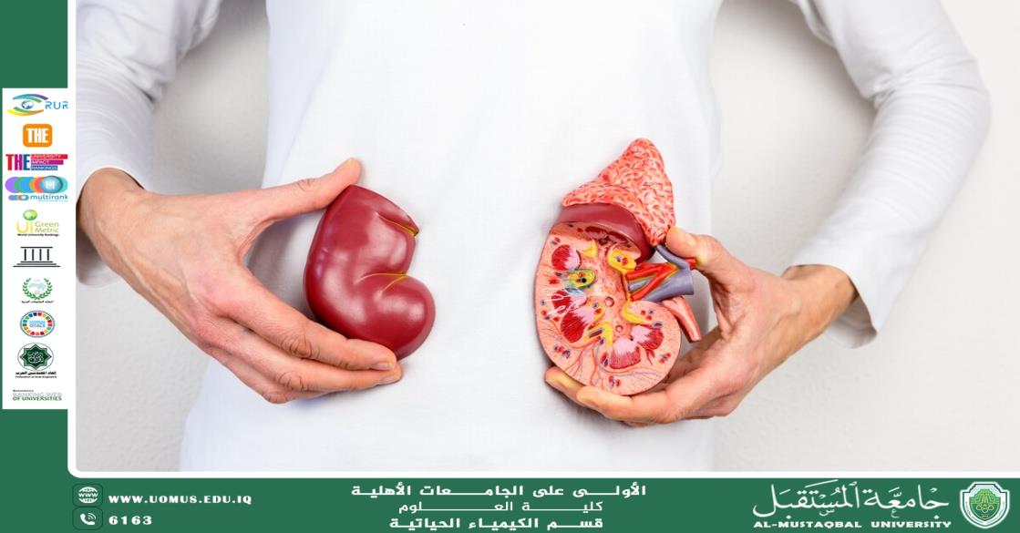 مقالة علمية لرئيس قسم الكيمياء الحياتيةأ.د.ناصر عبد الحسن ناصر بعنوان العلاقة بين اضطرابات الأيض وأمراض الكلى: الأسباب والتداعيات