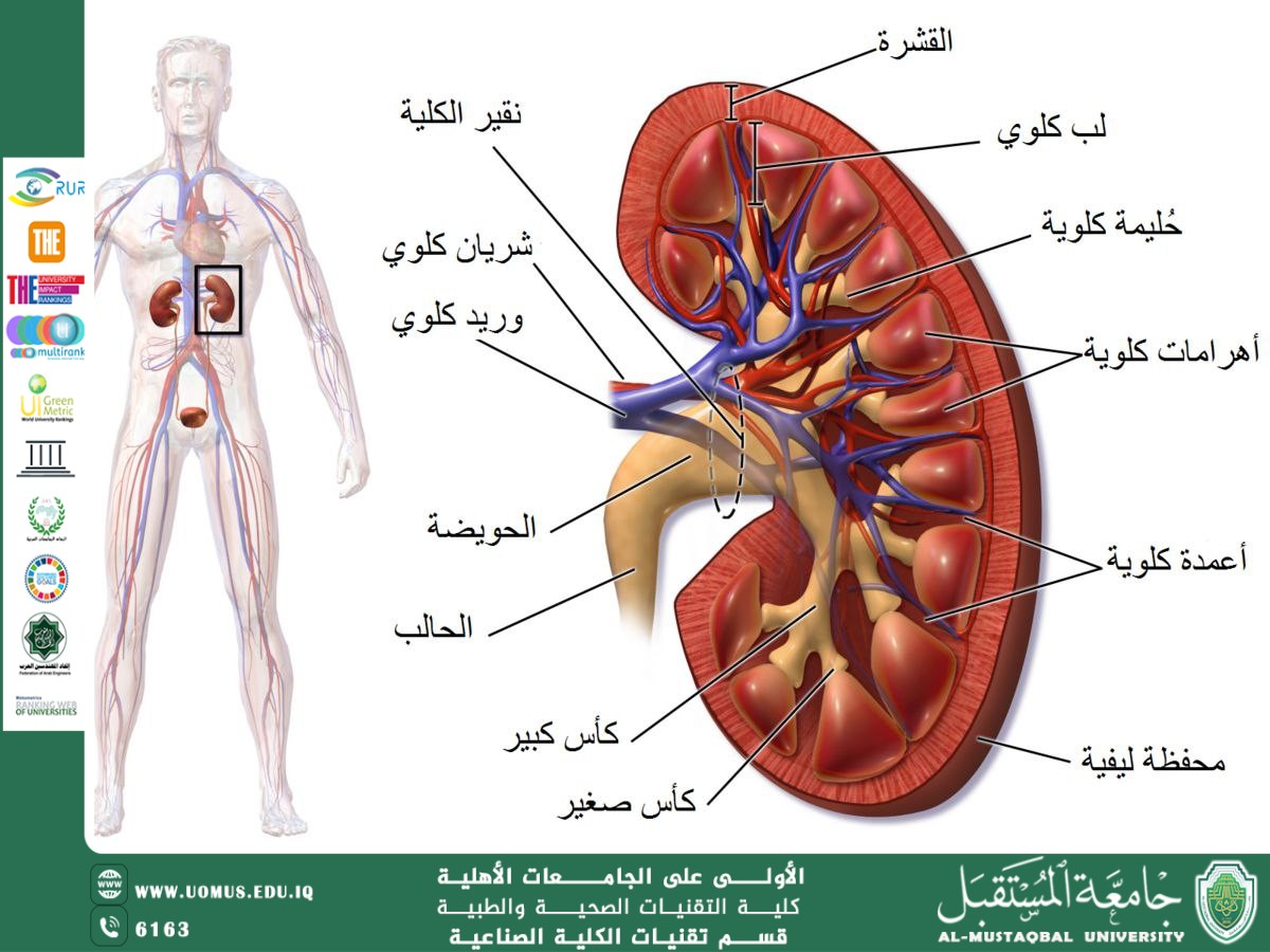 Anatomy and Function of the Human Kidney